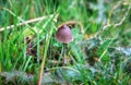 A Petticoat mottlegill mushroom Panaeolus papilionaceus