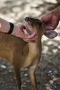 Petting a baby deer