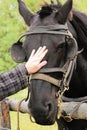 Petting a black horse with a bridle and blinkers