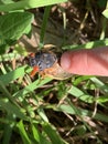 Petting the Cicada