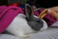 Petting cute gray and white decorative rabbit covered with purple plaid sitting on the bed. Domestic animal