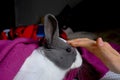 Petting cute gray and white decorative rabbit covered with purple plaid sitting on the bed. Domestic animal