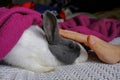 Petting cute gray and white decorative rabbit covered with purple plaid sitting on the bed. Domestic animal