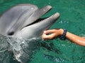 PETTING A DOLPHIN