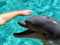 Petting a Dolphin