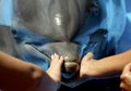 Petting Dolphin
