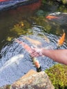 Petting the fish with the fish in the fish pond