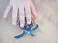 Petting Flatback Sea Turtle Hatchling Royalty Free Stock Photo