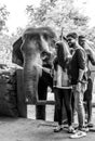Petting the giant asian Elephants