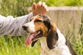 Petting and rewarding a dog. Royalty Free Stock Photo