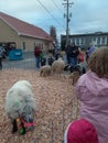 Petting zoo at christmas activities in the city