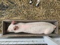 Petting zoo pig Royalty Free Stock Photo