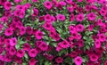 Petunia Royalty Free Stock Photo