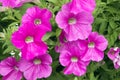 Petunia Royalty Free Stock Photo