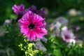 Petunia atkinsiana hybrida grandiflora bright pink purple flowers in bloom, balcony flowering plant, green leaves.