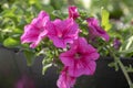 Petunia atkinsiana hybrida grandiflora bright pink purple flowers in bloom, balcony flowering plant, green leaves Royalty Free Stock Photo