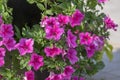 Petunia atkinsiana hybrida grandiflora bright pink purple flowers in bloom, balcony flowering plant, green leaves Royalty Free Stock Photo