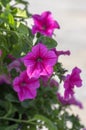 Petunia atkinsiana hybrida grandiflora bright pink purple flowers in bloom, balcony flowering plant, green leaves Royalty Free Stock Photo