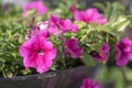 Petunia atkinsiana hybrida grandiflora bright pink purple flowers in bloom, balcony flowering plant, green leaves Royalty Free Stock Photo