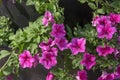 Petunia atkinsiana hybrida grandiflora bright pink purple flowers in bloom, balcony flowering plant, green leaves Royalty Free Stock Photo