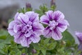 Petunia atkinsiana hybrida grandiflora flowers Tumbelina priscilla in bloom, balcony flowering plant, double duo flower