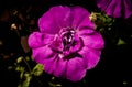 Petunia atkinsiana hybrida grandiflora flowers Tumbelina priscilla in bloom, balcony flowering plant, green leaves