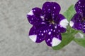 Petunia atkinsiana