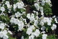 Petunia atkinsiana with white flowers in June