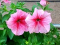 Petunia atkinsiana surfinia flower