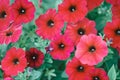 Petunia axillaris in garden