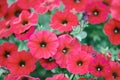 Petunia axillaris in garden