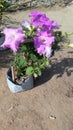 Petunia axillaris flowers in my garden