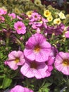 Petunia axillaris, pinkpetunia, pink moon petunia