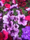 Petunia axillaris, purple petunia Royalty Free Stock Photo