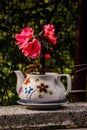 Petunia Axillaris On Teapot Royalty Free Stock Photo