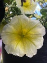 Petunia axillaris, white petunia, white moon petunia Royalty Free Stock Photo