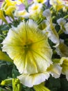 Petunia axillaris, white petunia, white moon petunia