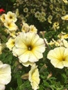 Petunia axillaris, white petunia, white moon petunia