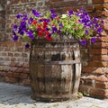 Petunia barrel garden