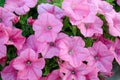 Petunia blossom