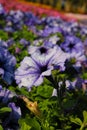 One of the most Petunia blue daddy Royalty Free Stock Photo