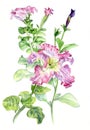 Petunia. Botanical watercolor illustration hand-drawing