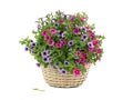 Petunia bouquet isolated on white Royalty Free Stock Photo