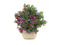 Petunia bouquet isolated on white Royalty Free Stock Photo