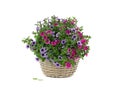 Petunia bouquet isolated on white Royalty Free Stock Photo