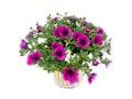 petunia bouquet isolated on white Royalty Free Stock Photo