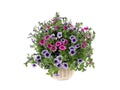 Petunia bouquet isolated on white Royalty Free Stock Photo