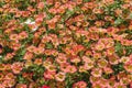 petunia, bright beautiful flowers in a flowerbed in the form of a bell