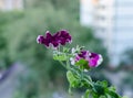 Petunia, bright beautiful flowers on a green background in the form of a bell