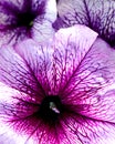 Petunia with bright mauve petals 